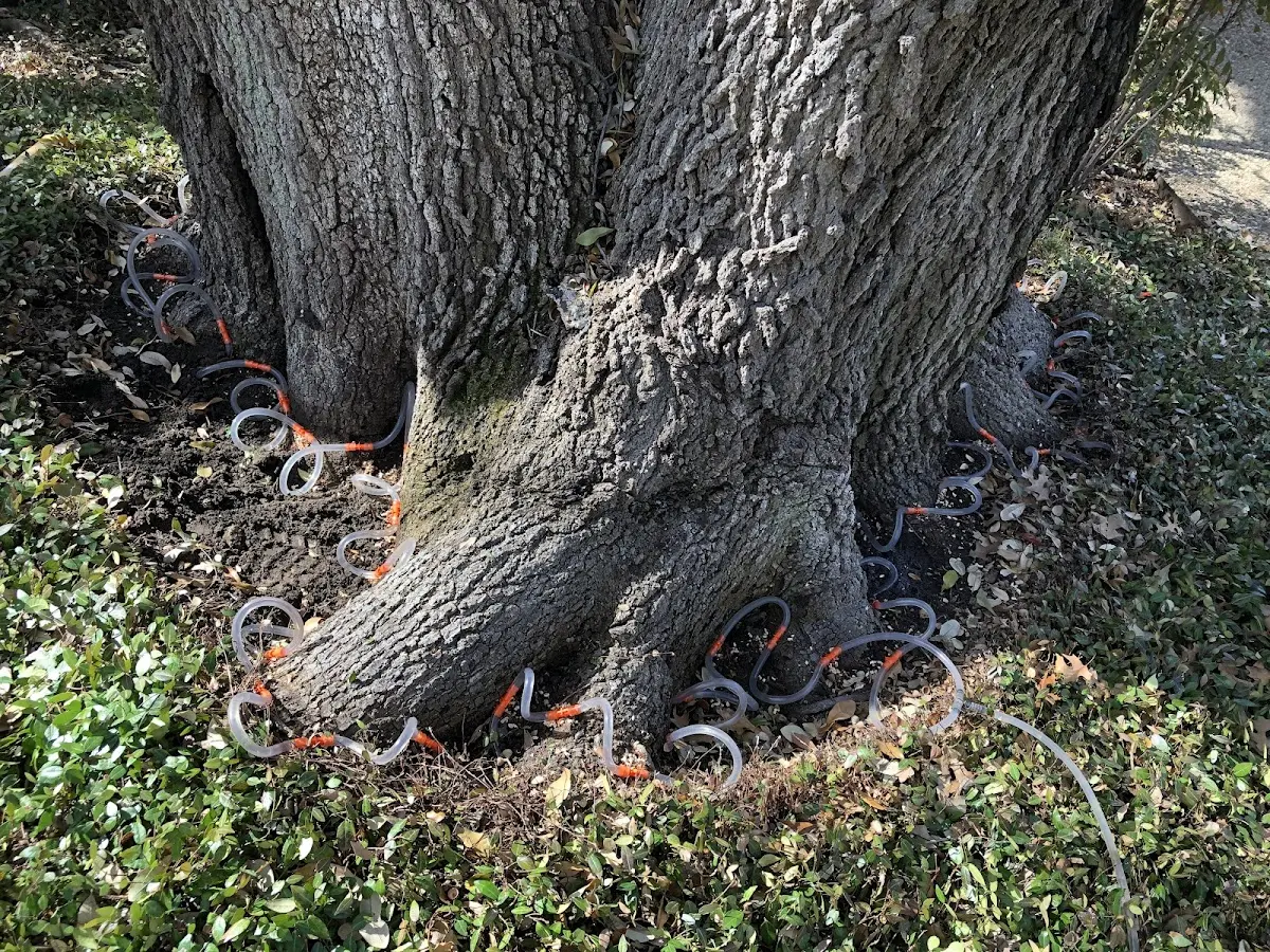 Detailed Tree Cabling and Bracing job site in Bridger